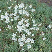 Saxifrages (Saxifraga)