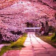 Enjoy Okinawa&#39;s Bright Pink Cherry Blossoms (Yaezakura Variety)