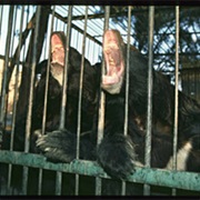 Kabul Zoo, Afghanistan