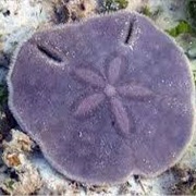 Sand Dollar