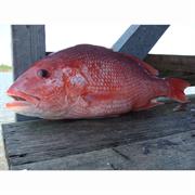 Red Snapper