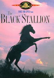 Black Stallion