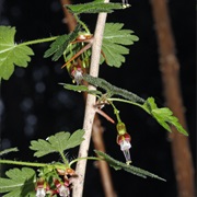 Ribes Divaricatum