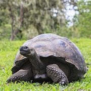 Rancho Primicias, Galápagos Islands