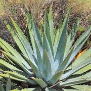 Utah Agave (Agave Utahensis)
