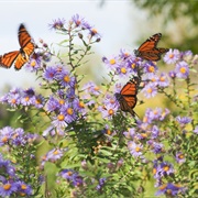 Butterfly Garden