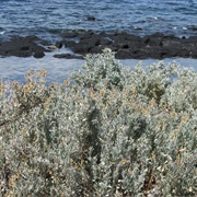 Grey Saltbush (Atriplex Cinerea)