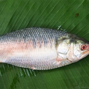 Ilish