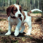 Welsh Springer Spaniel