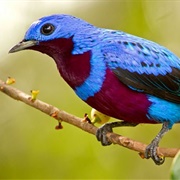 Banded Cotinga
