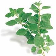Greek Oregano