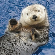 Visit Vancouver Aquarium, BC