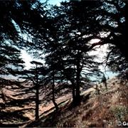 Ouadi Qadisha (The Holy Valley) and the Forest of the Cedars of God (H