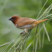 Munia