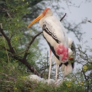 Keoladeo National Park