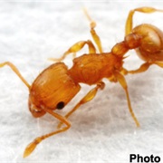Fire Ant