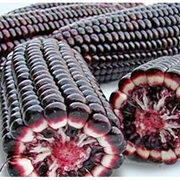 Purple Corn