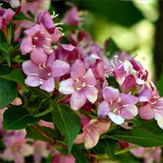 Weigelia