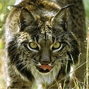 Serra De Sao Mamede Natural Park, Portugal