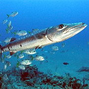 Saba National Marine Park