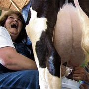 Milked a Cow