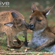 Western Grey Kangaroo
