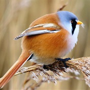 Suffolk Coast & Heaths AONB, England