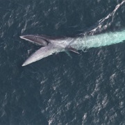 Sei Whale