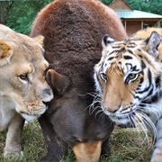 Visit a Wildlife Rescue/Sanctuary