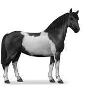 Chincoteague Pony - Black Tobiano