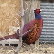 Caucasus Pheasant