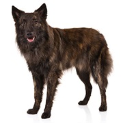 Dutch Shepherd