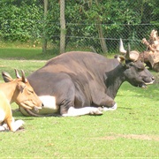 Banteng