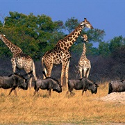 Hwange National Park