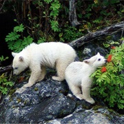 Great Bear Rainforest, Canada