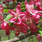 Niedzwetzky's Apple (Malus Niedzwetzkyana)