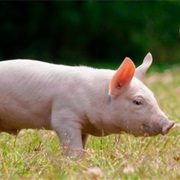 Pig