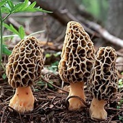 Hunt for Morel Mushrooms