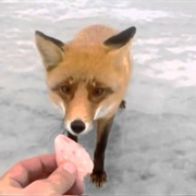 Fed a Wild Fox