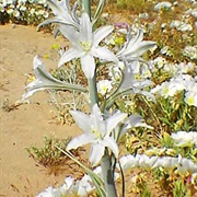 Desert Lily (Hesperocallis Undulata)