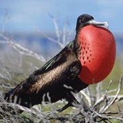 Christmas Frigatebird