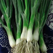 Welsh Onion (Allium Fistulosum)