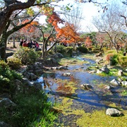 A Walk a the Maruyama Parc