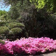 Whitney Gardens and Nursery (Brinnon, Washington)