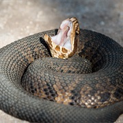 Cottonmouth