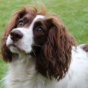 French Spaniel