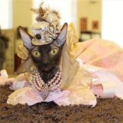 Feline Historical Museum, Alliance, Ohio