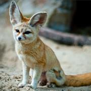 Fennec Fox