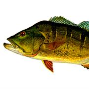 Peacock Bass