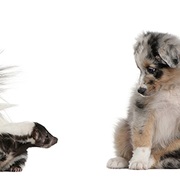Get Rid of Skunk Odor on a Dog